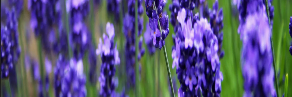 Image Fabricant abri de piscine Grasse