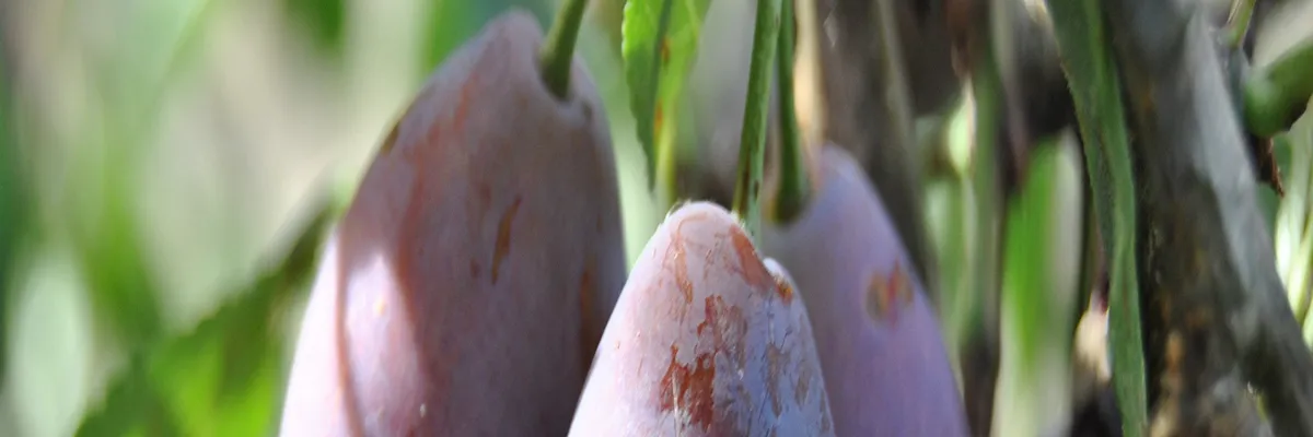 Image Fabricant abri de piscine Lot-et-Garonne